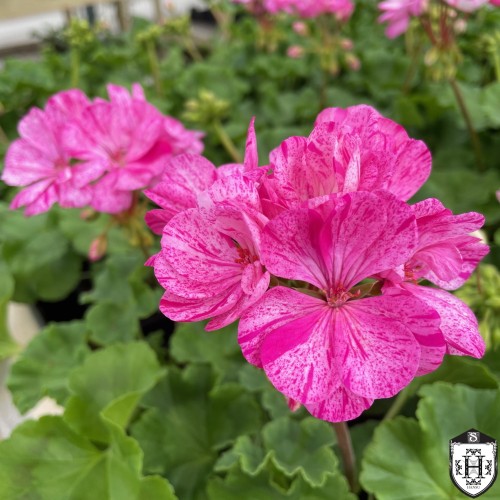 Pelargonium 'Survivor Idols®Batik Blue' - Pelargoon 'Survivor Idols®Batik Blue' P9/0,55L